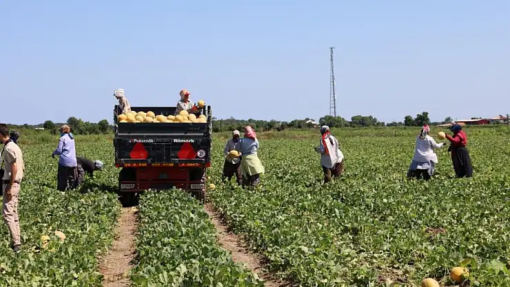 Kavun ve Karpuz Üreticisi Zor Durumda