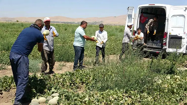 kavunun hasadına başlandı