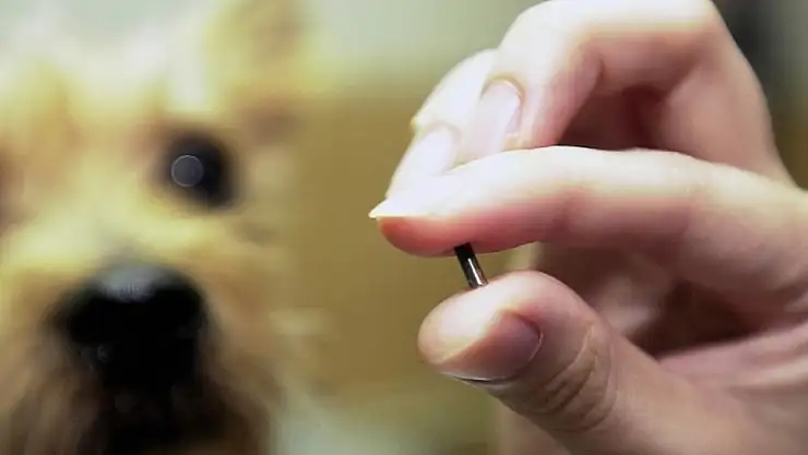 Kedi ve köpeklere çip uygulaması