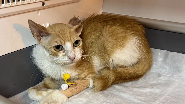 Kediye kulak kıkırdağıyla yaşam umudu