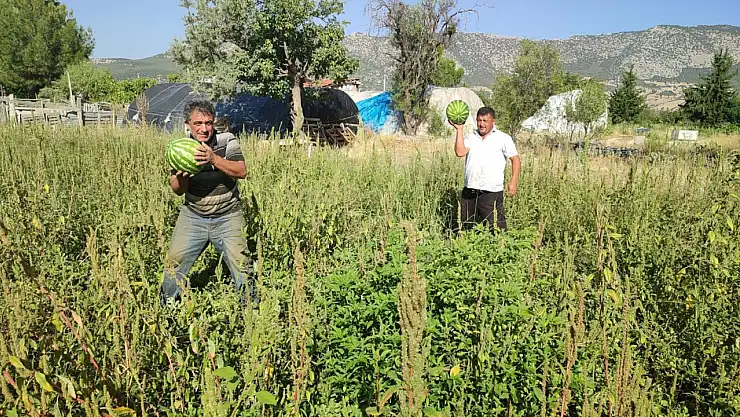 Kendisi toplarsa karpuz bedava