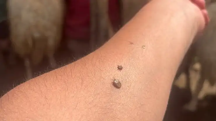 Kene temasına karşı dikkatli olun!