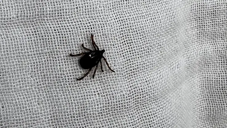 Keneye karşı doğru bilinen yanlış uygulamalara aman dikkat