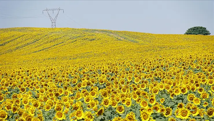 Kentin turizmine katkı sağlıyor