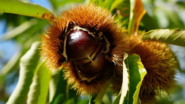 Kestanede hasat zamanı