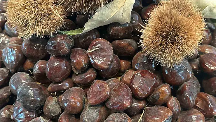 Kestanenin geleceği konuşuldu