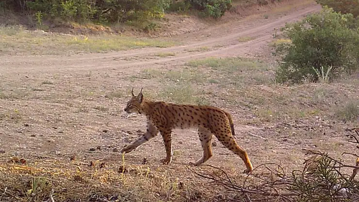 Kırıkkale'nin doğal ekosisteminde popülasyon artışı gözlemleniyor