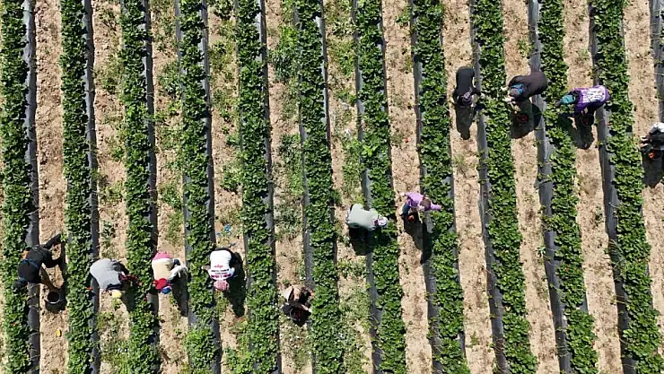 Kırmızı elmas hasadı başladı
