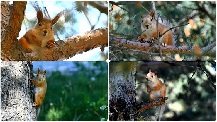 Kızıl sincaplar millet bahçesini şenlendirdi