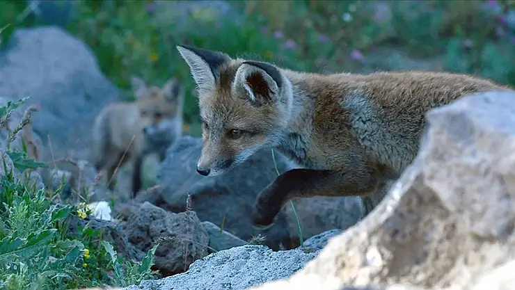 Kızıl tilki yavrularını doğaseverler besledi