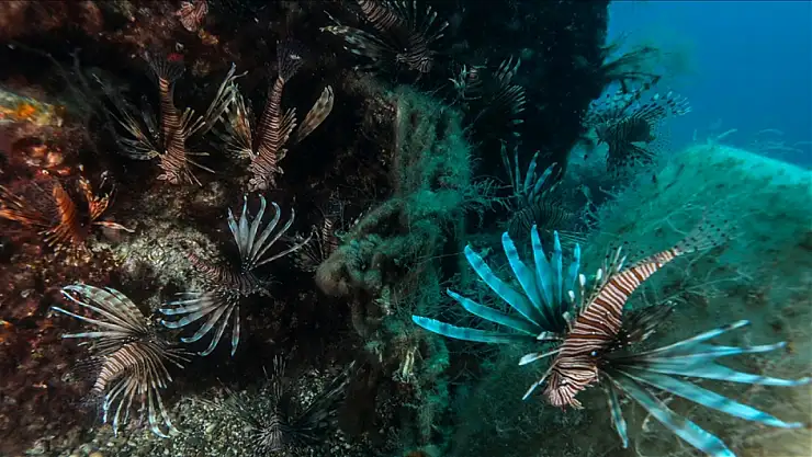 Kızıldeniz göçmeni balıklar kameralara yakalandı