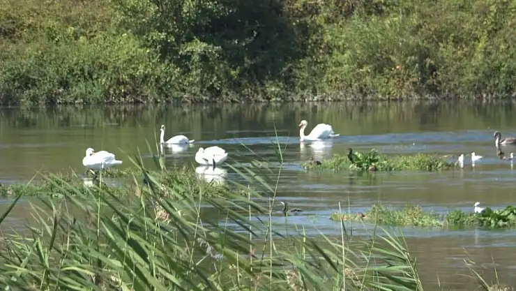 Kızılırmak'ta beyaz zarafet!