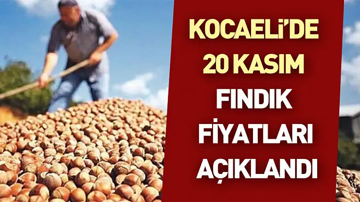 Kocaeli'de 20 Kasım Fındık Fiyatları Açıklandı: İlçelerde Alımlar Hızlandı