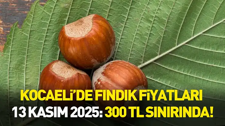 Kocaeli'de Fındık Fiyatları 13 Kasım 2025: 300 TL Sınırında!