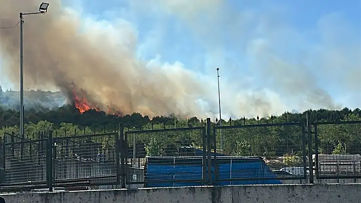 Kocaeli'de orman yangını çıktı