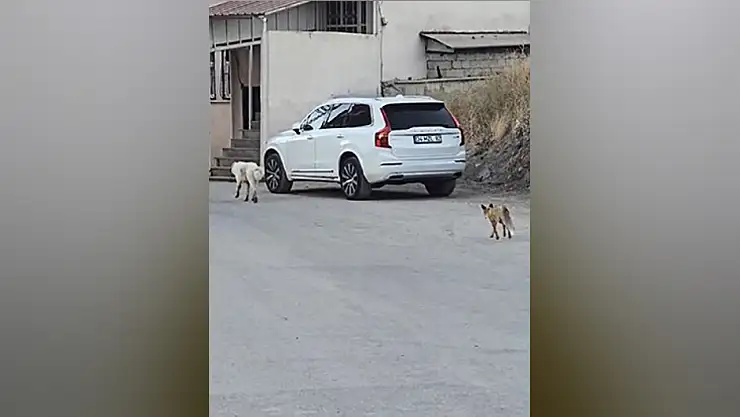 Köpeğin peşine takılan tilki kamerada