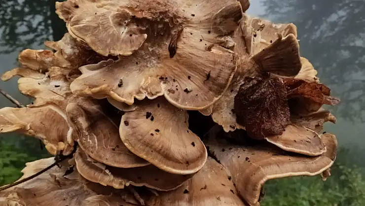 Kuraklığın ardından mantarlar yüz güldürdü