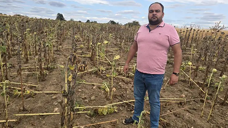 Kuraklığın üstüne bir darbe de domuzlardan