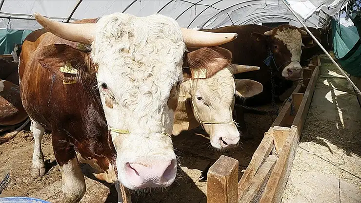 Kurban Bayramı'nda 3 milyon 330 bin hayvan kesildi