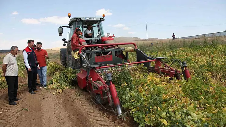 Kuru fasulyenin hasadına başlandı
