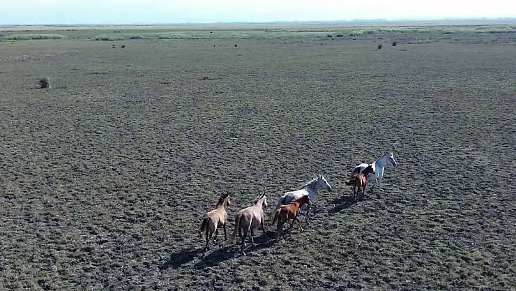 Kuş Cenneti'nde Atların Dansı
