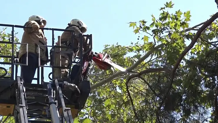 Kuvvetli rüzgar ağacı kırdı