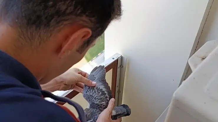 Mahsur kalan güvercinler bakın nasıl kurtarıldı