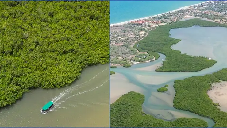 Mangrovlar yaklaşık 15 milyon kişiyi sellerden koruyor