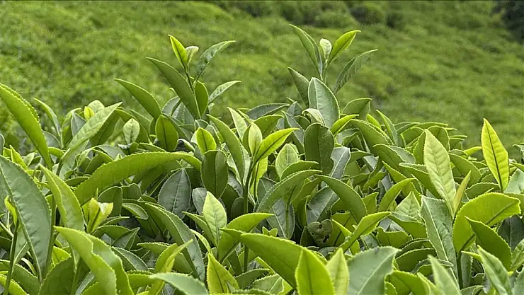Mavi yemişli beyaz çay sunacak