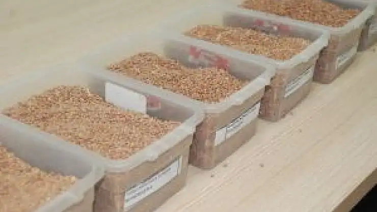 Mercimek ihalesi gerçekleşti