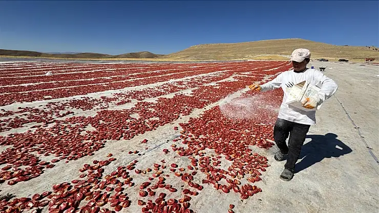 Misafirliğe geldikleri Elazığ'da atıl arazileri tarıma kazandırdılar