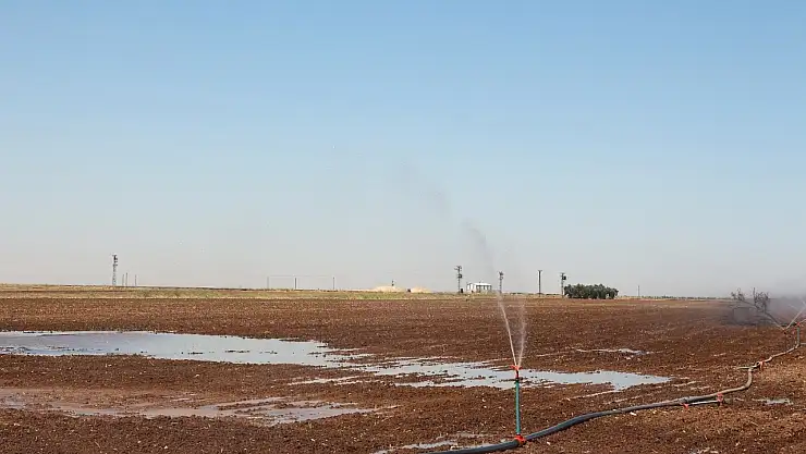 Mısır ekimi yasağına rağmen kaçak sulama