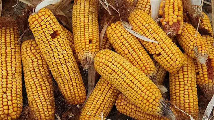 Mısır ithalatında 500 bin tonluk tarife kontenjanı açıldı