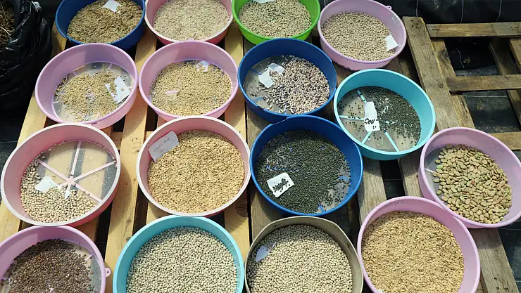 Muğla, 2026 ata tohumu dağıtımına hazırlanıyor