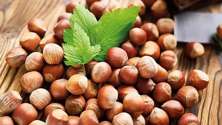 Murat Çan: 'Yabancı bir firma Türk fındığına operasyon çekiyor'