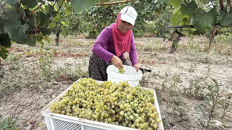Narince üzümünü de don vurdu, rekolte düştü