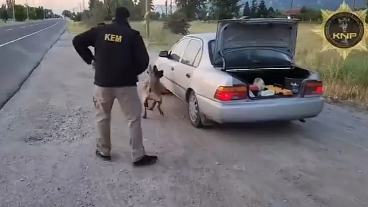 Narkotik köpeği Thor, eliyle koymuş gibi buldu