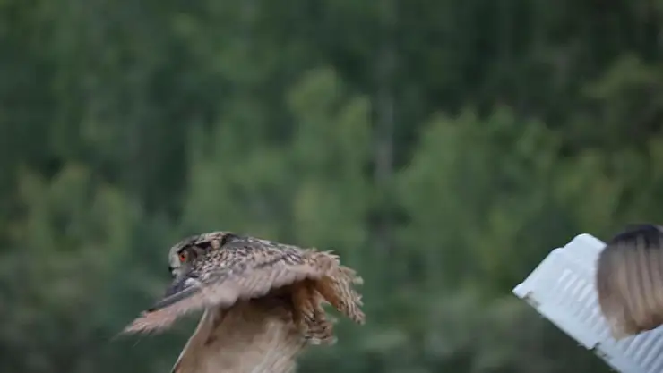 Nesli tehlikede tedavi edildi doğaya salındı