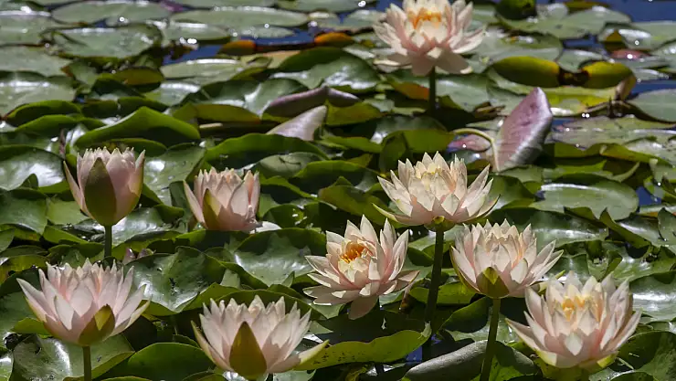 Nilüferlerin büyüleyici dansı