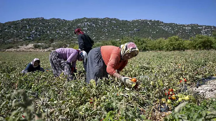 O ilde 70 hibeli domates fidesi desteği