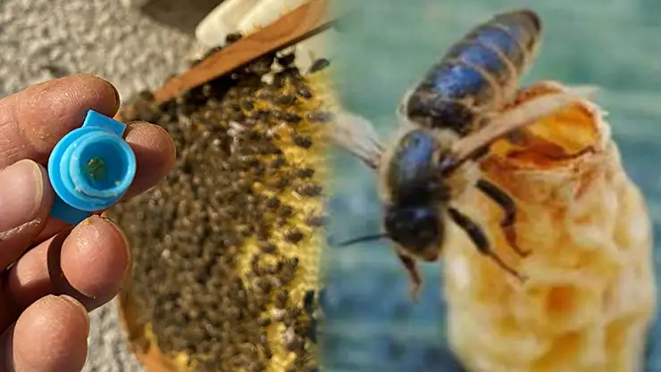 OMÜ'de Ana Arı Üretim Aparatı geliştirildi