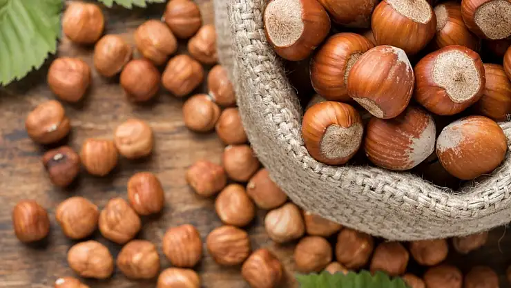 Ordu'da fındık fiyatları 15 Kasım 2025'te ne kadar? Rakamlar haberimizde