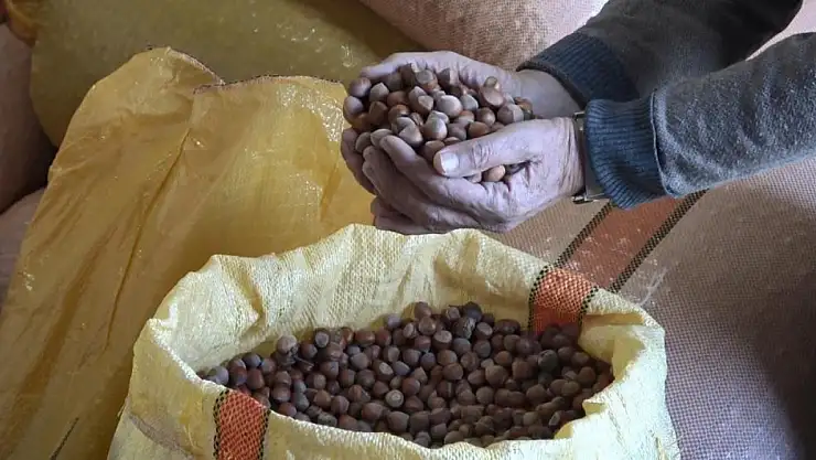 Ordu'da fındık fiyatları 300 liraya ulaştı