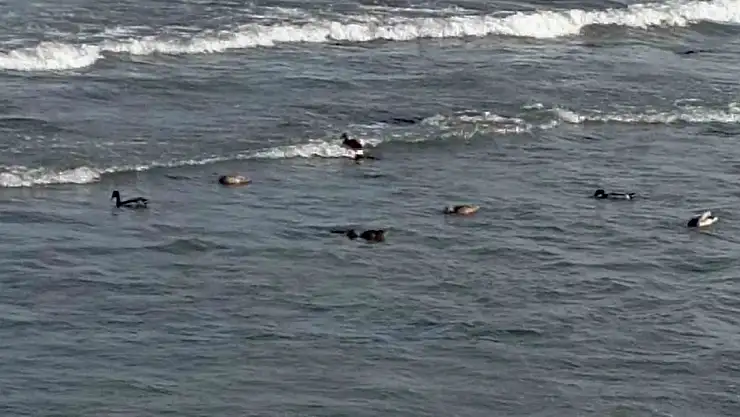 Ordu'da yaban ördek şöleni