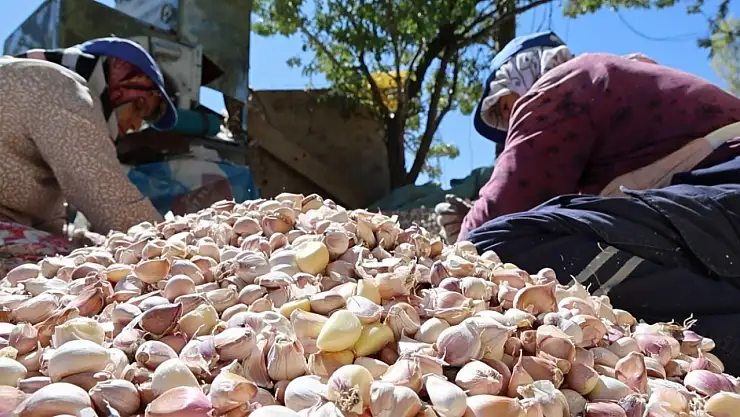 Organik sarımsakların ekimi başladı