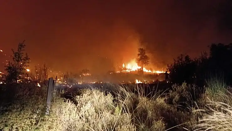 Orman yangını tarım arazisine sıçradı