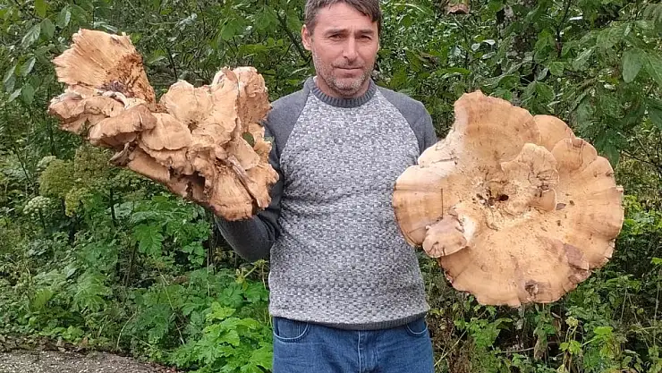 Ormanda 3 kiloluk dev mantarlar buldu