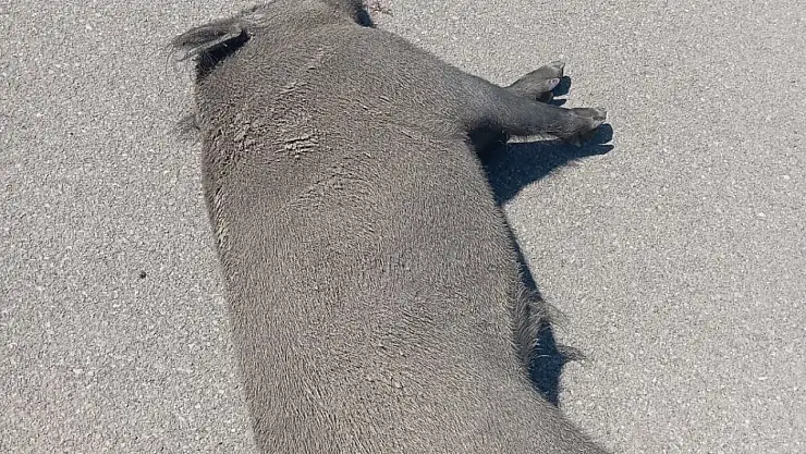 Otomobil domuza çarptı