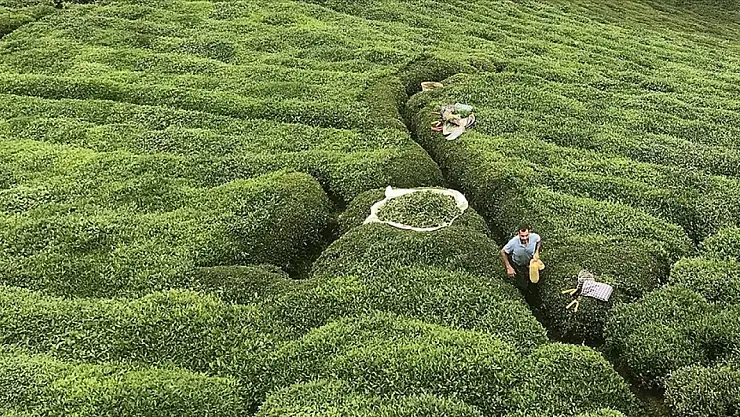 Rize'nin 5 aylık çay ihracatı 8,6 milyon doları aştı