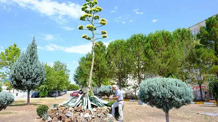 'Sabır Çiçeği' 20 yıl sonra açtı